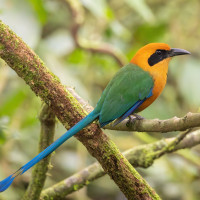 Rufous Motmot